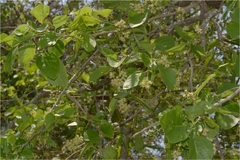 Cordia dichotoma